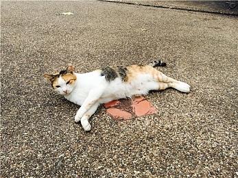 这次不是Mod 《模拟火车世界5》官宣联动托马斯火车头